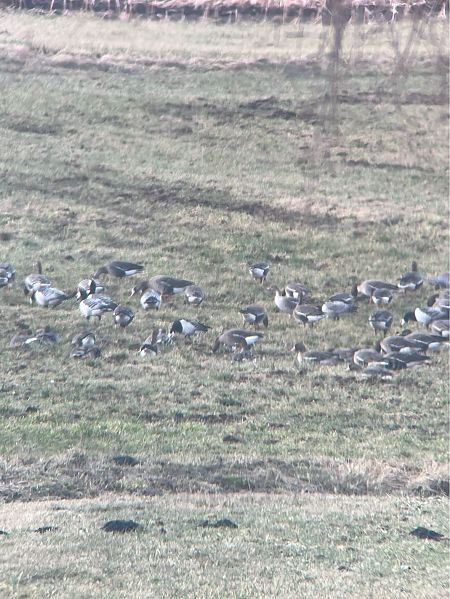 bernikla białolica  - Krzysztof Lis