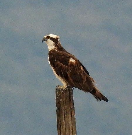 Falco pescatore  - Matteo Faggi