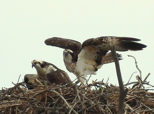 Falco pescatore  - Matteo Faggi