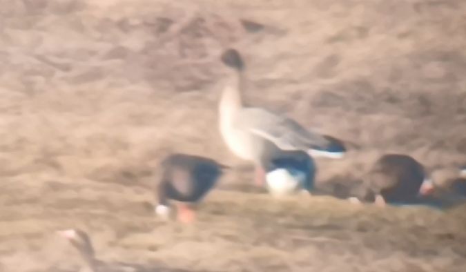 Kurzschnabelgans  - Michał Polakowski