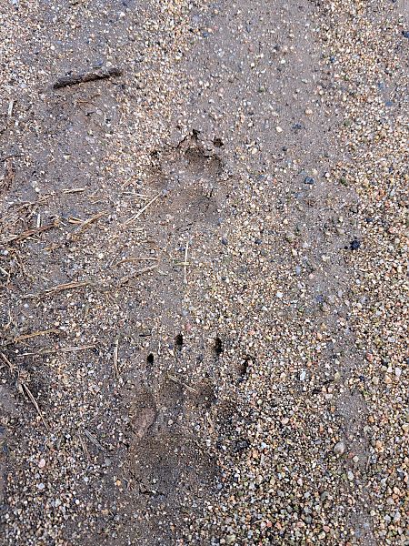 Toixó, teixó  - Freddy Rivas