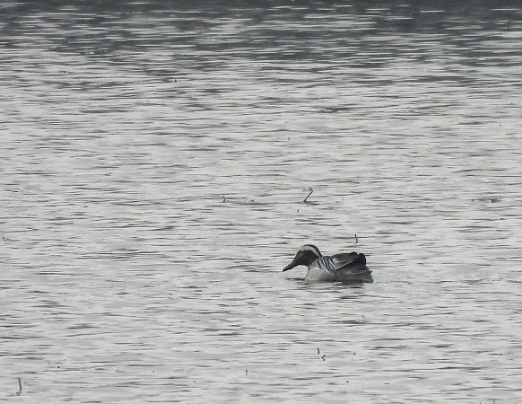 cyranka  - Natalia Gorczowska