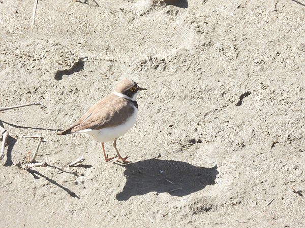 Corriere piccolo  - Enrico Carta