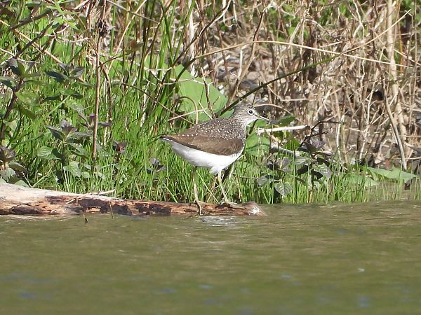Waldwasserläufer  - Andrea Sorrentino