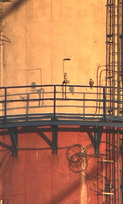 Wanderfalke  - Krzysztof Lis