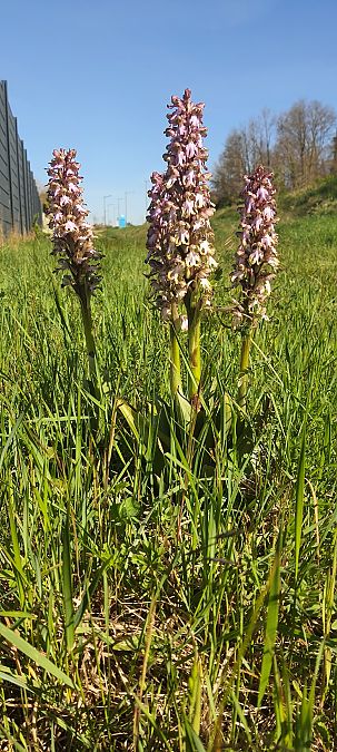 Himantoglossum robertianum  - Daniel de Sousa
