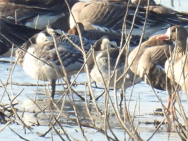 Bernache nonnette  - Kacper Mikulski