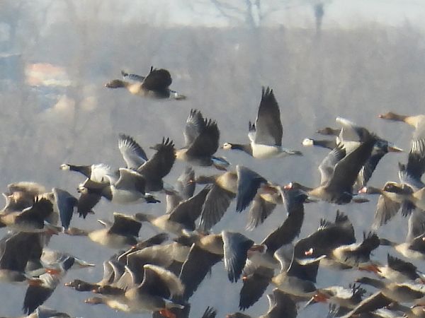Weisswangengans  - Kacper Mikulski