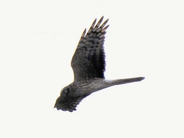 Albanella reale  - Massimo Tassinari