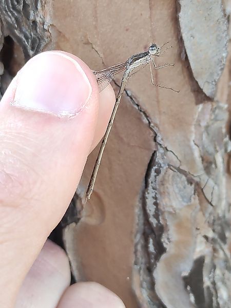 Sympecma fusca  - Alessandro Pavesi