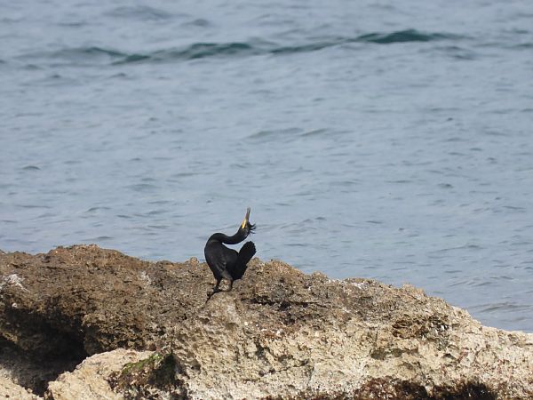 Marangone dal ciuffo  - Cosimo Gabbani