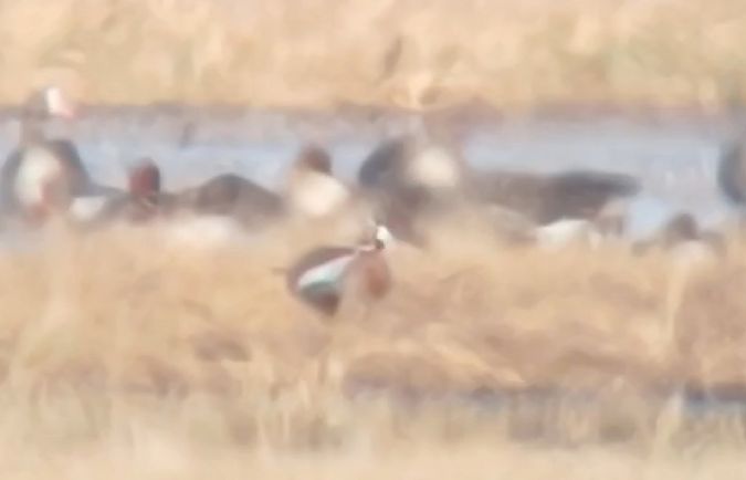 bernikla rdzawoszyja  - Michał Polakowski