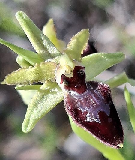 Ophrys occidentalis 