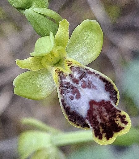 Ophrys marmorata 