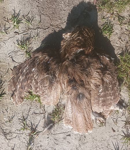 Chouette hulotte  - Lorenza Venturini