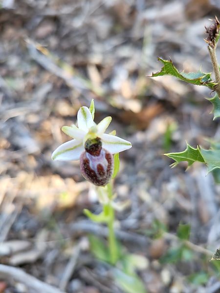 Ophrys splendida  - Claire Goriot
