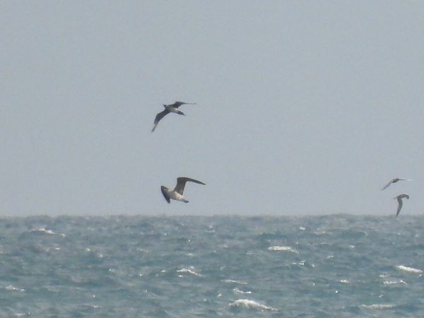 Labbo  - Enrico Carta