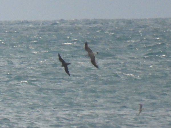 Labbo  - Enrico Carta