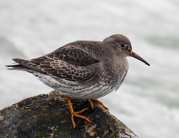 biegus morski  - Natalia Gorczowska