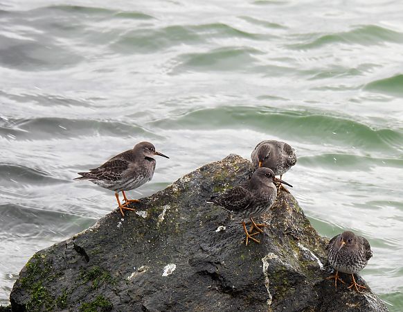 Meerstrandläufer  - Natalia Gorczowska