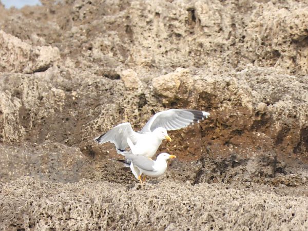 Gabbiano reale  - Cosimo Gabbani