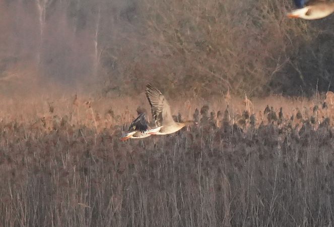 Kurzschnabelgans  - Monika Żochowska