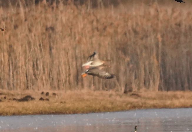 Oie à bec court  - Monika Żochowska