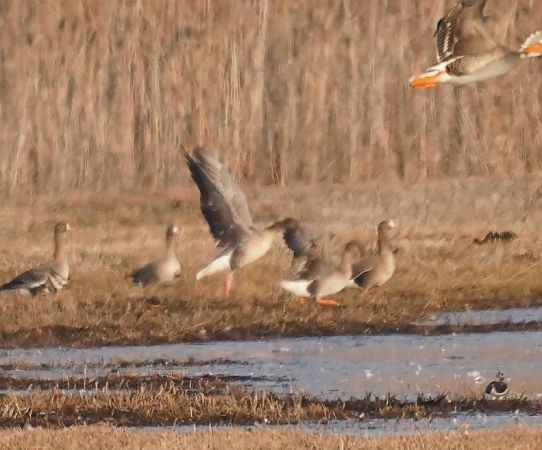 Oie à bec court  - Monika Żochowska