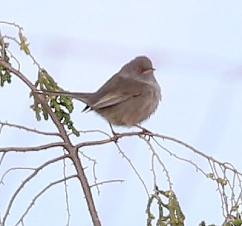 Tallareta sarda  - Vittorio Pedrocchi
