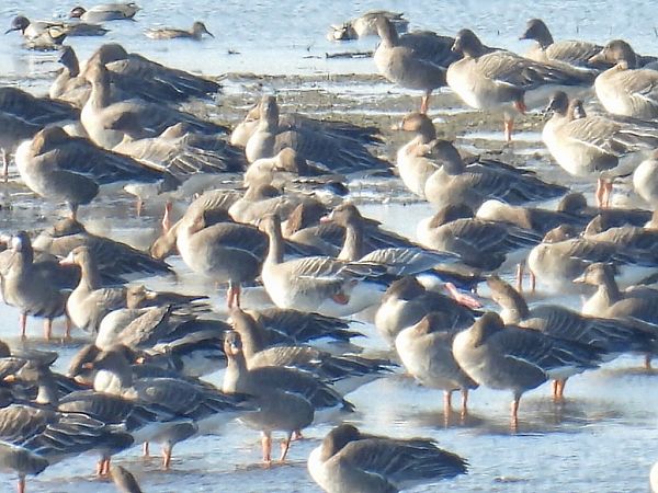 Pink-footed Goose  - Kacper Mikulski