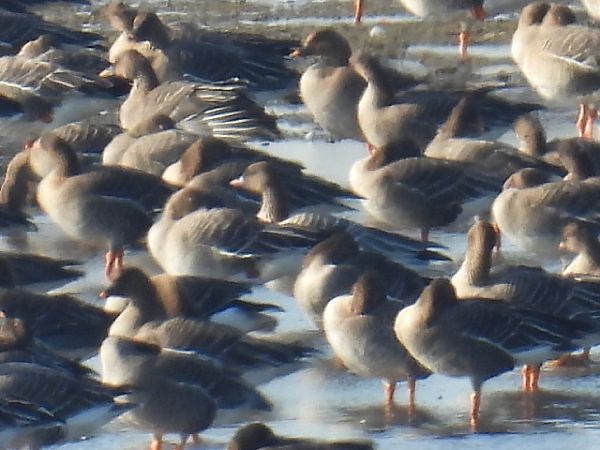 Kurzschnabelgans  - Kacper Mikulski