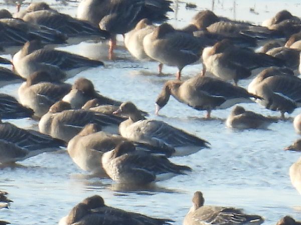 Kurzschnabelgans  - Kacper Mikulski