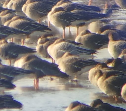 Kurzschnabelgans  - Kacper Mikulski