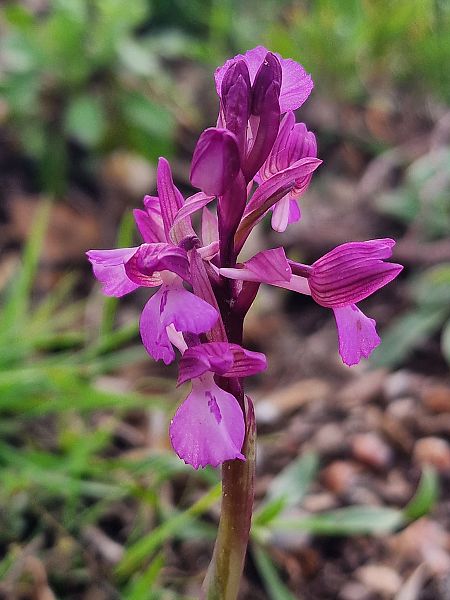 Anacamptis papilionacea  - Diane Raibaut