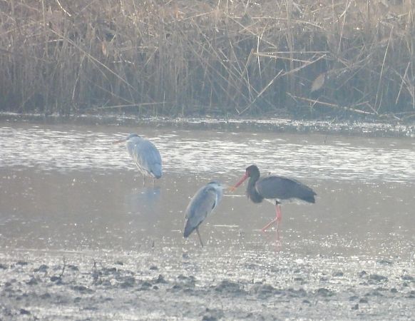 bocian czarny  - Natalia Gorczowska