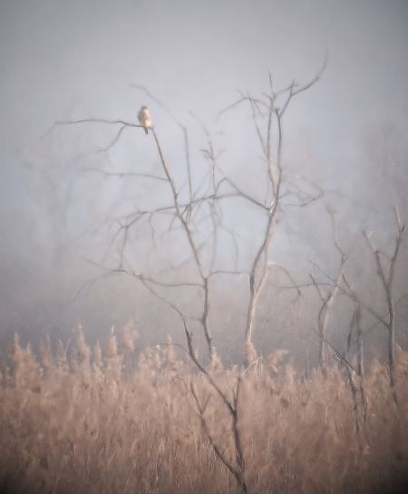 drzemlik  - Łukasz Krajewski