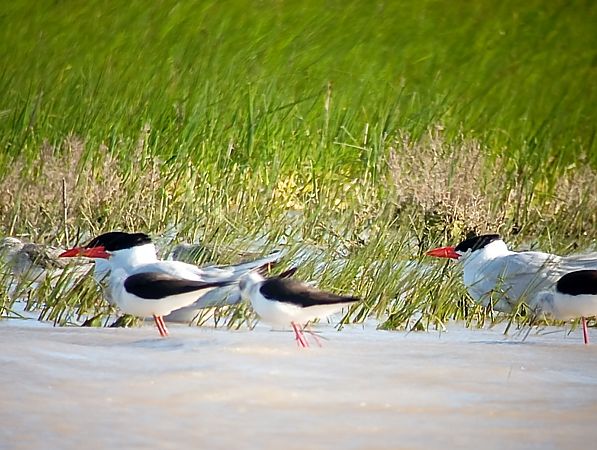 Xatrac gros  - Joan Ventura