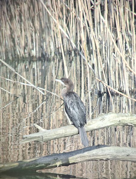 Cormoran pygmée  - Lukas Scheidl