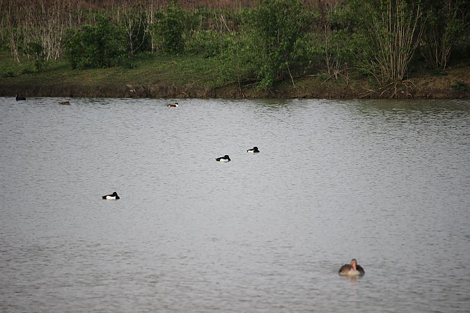 Moretta  - Leonardo Orefice