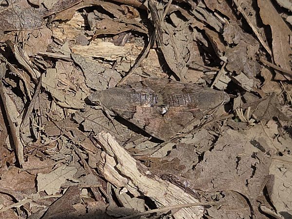 Macroglossum stellatarum  - Alberto Manganaro