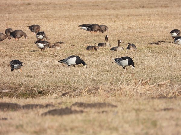bernikla białolica  - Adrian Dudkiewicz