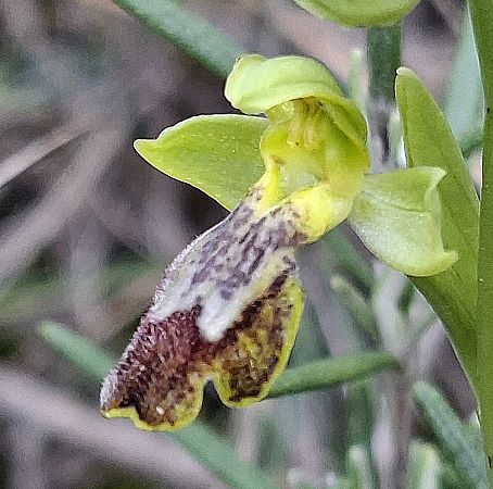 Ophrys marmorata 