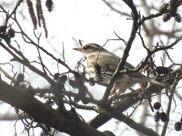 droździk  - Kacper Mikulski