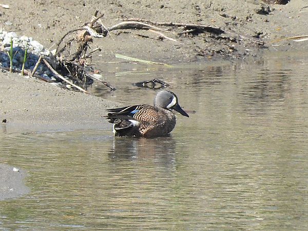 Marzaiola americana  - Enrico Carta