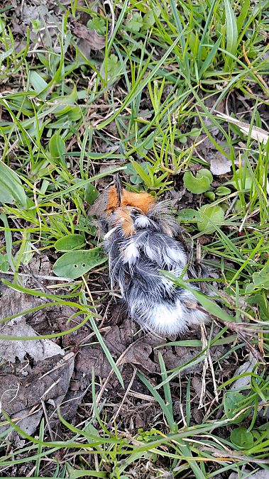 Pettirosso  - Claudio Braghiroli