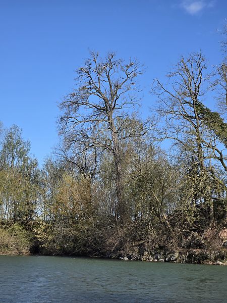 Cormorano  - Sergio Fasano