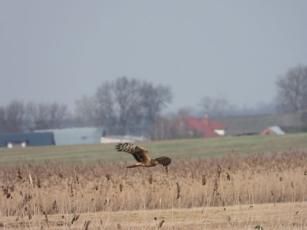 błotniak zbożowy  - Adrian Dudkiewicz