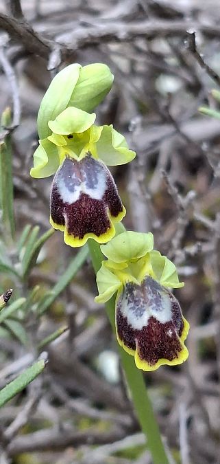 Ophrys marmorata 