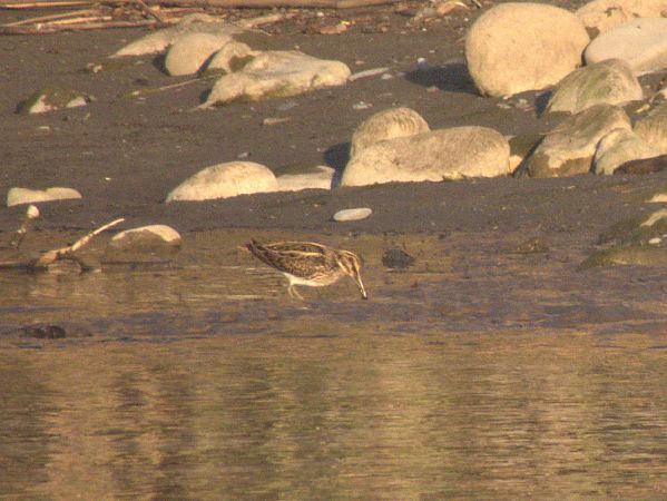 Frullino  - Enrico Carta