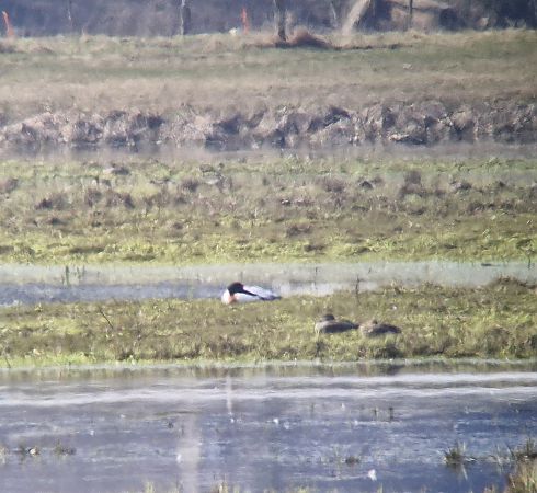 ohar  - Tomasz Zarzycki